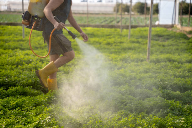 Reliable North Cape May, NJ Pest Control Solutions