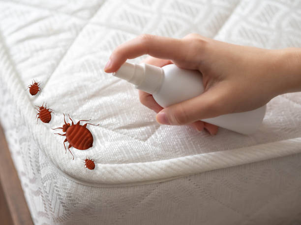 Best Spider Control Near Me  in North Cape May, NJ